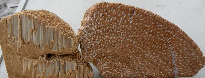 Phellinus  robustus